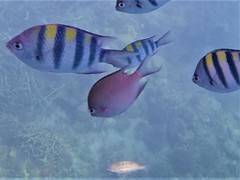 Altrichthys azurelineatus