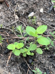 Gonocarpus teucrioides