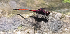 Trithemis lilacina