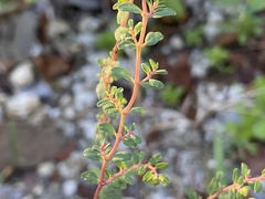 Euphorbia ogdenii