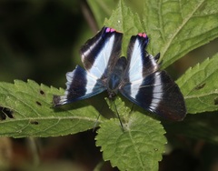 Rhetus dysonii