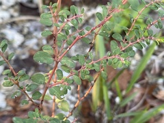 Euphorbia ogdenii
