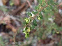 Euphorbia ogdenii