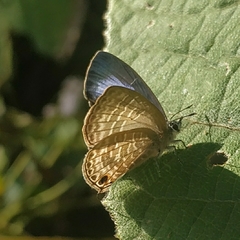 Nacaduba hermus