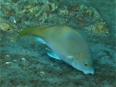 Scarus hypselopterus