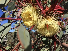 Eucalyptus youngiana