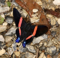 Ancyluris inca