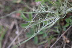 Crepis atribarba