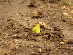Colias dimera