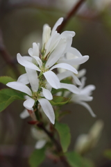 Amelanchier cusickii