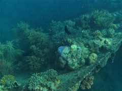 Neoglyphidodon melas