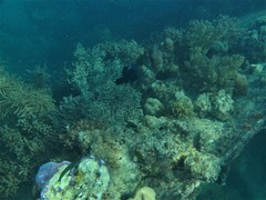 Neoglyphidodon melas