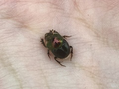 Onthophagus dandalu