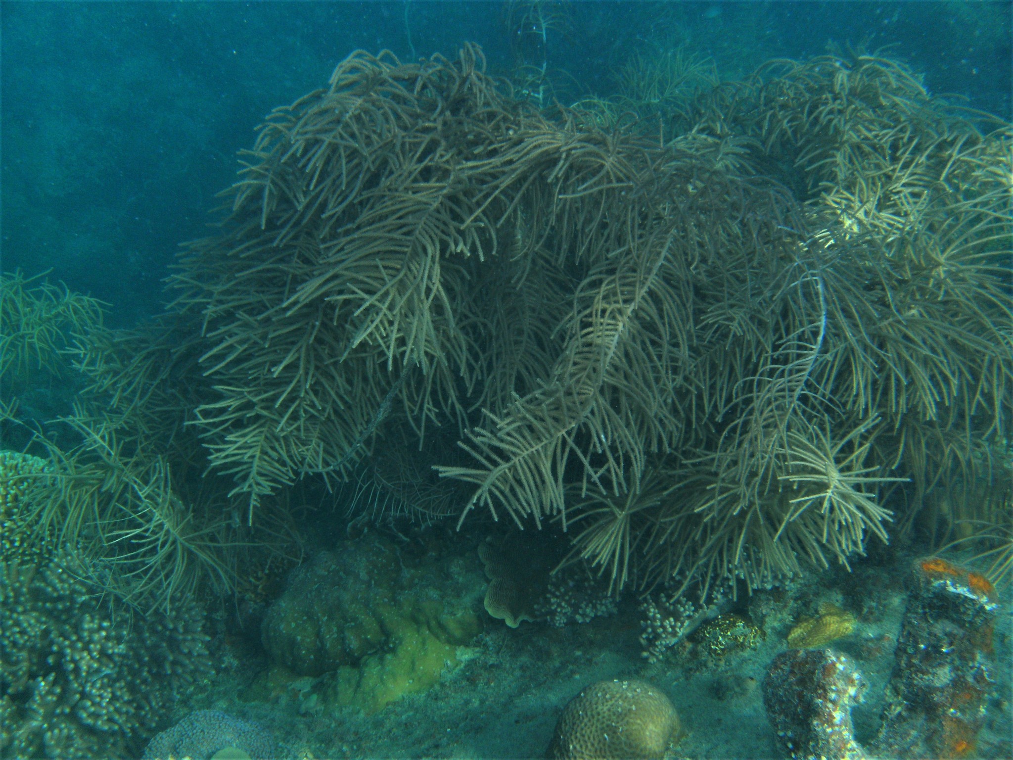Pinnigorgia flava (Nutting, 1910)