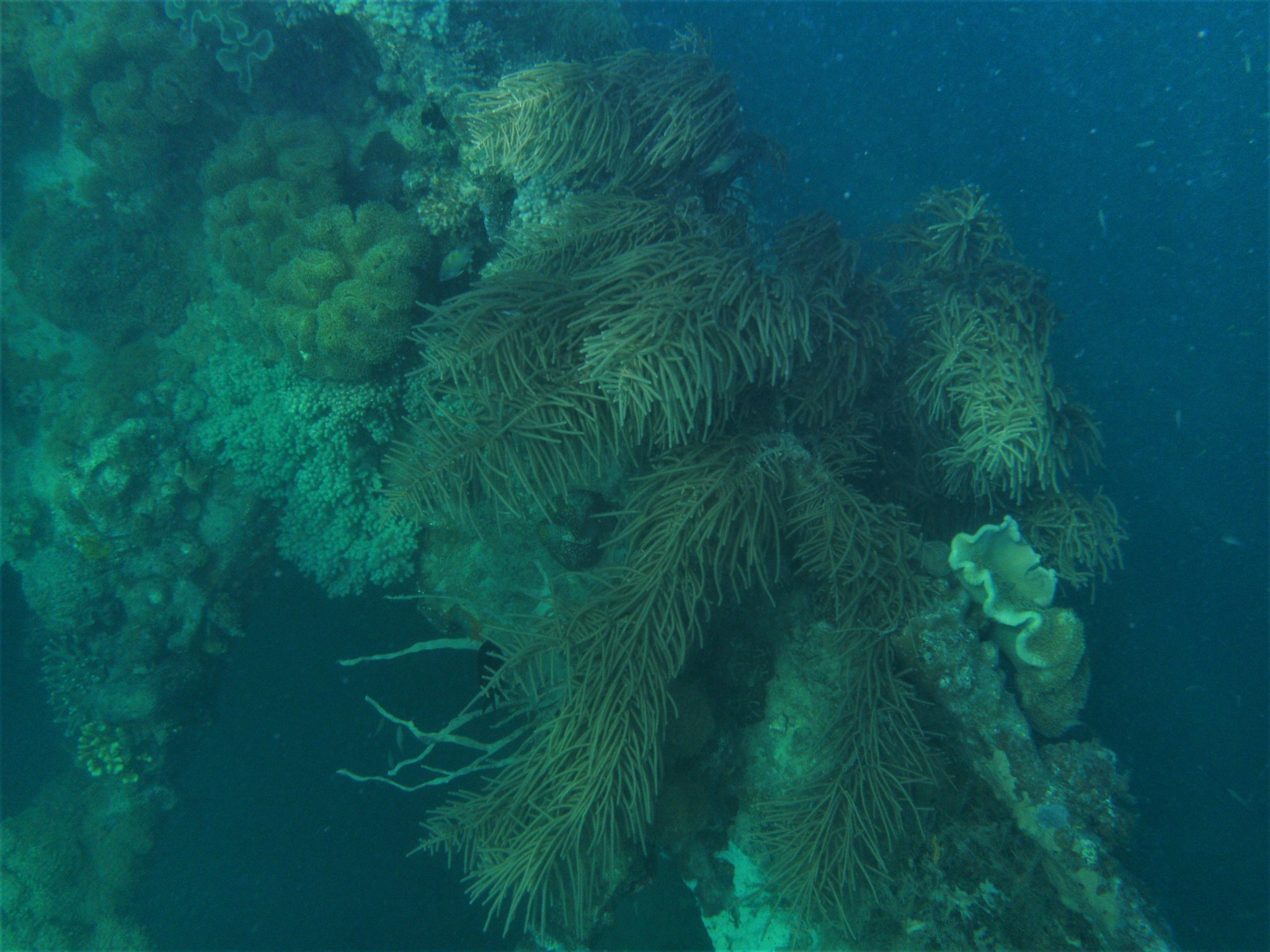 Pinnigorgia flava (Nutting, 1910)