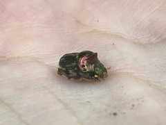 Onthophagus dandalu