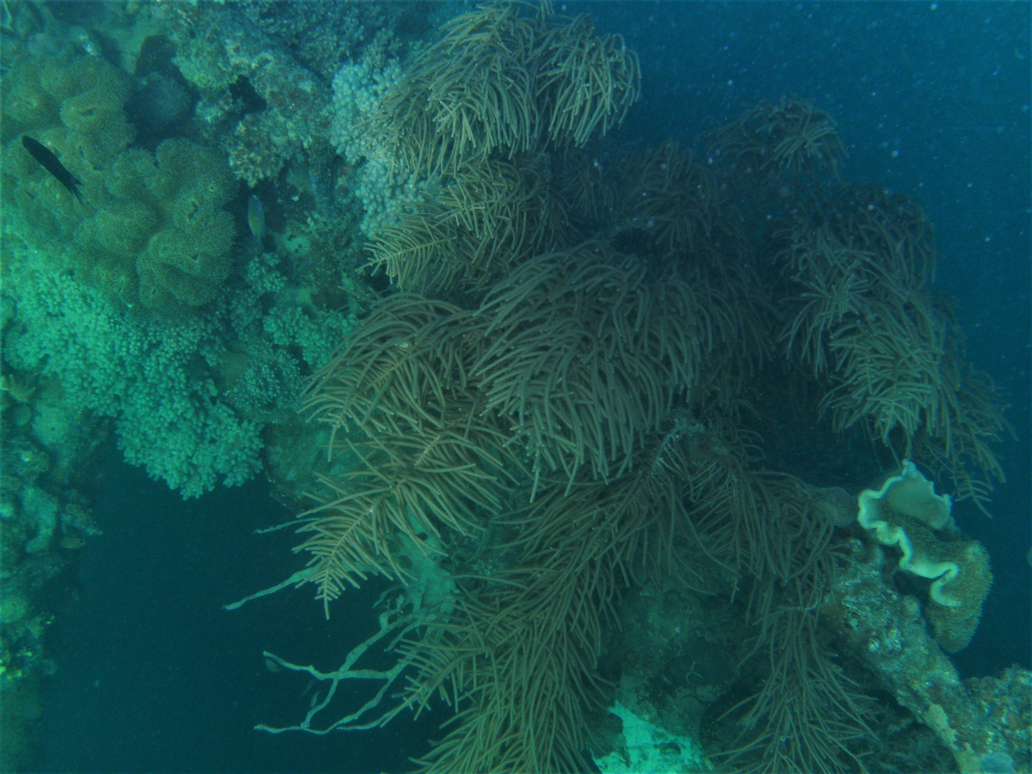 Pinnigorgia flava (Nutting, 1910)