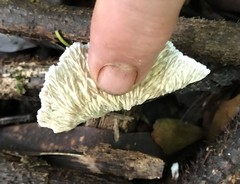 Cymatoderma dendriticum