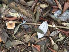 Cymatoderma dendriticum