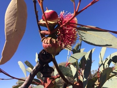 Eucalyptus youngiana