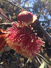 Eucalyptus youngiana