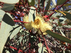 Eucalyptus youngiana