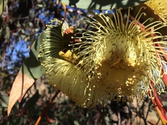Eucalyptus youngiana