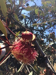 Eucalyptus youngiana