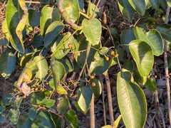 Metopium toxiferum image