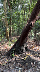 Dryophiops rubescens