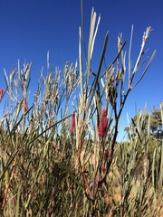 Hakea francisiana
