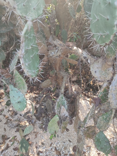 Image of Opuntia elatior by (c) Иван Ковтун Ivan Kovtun, some rights reserved (CC BY)