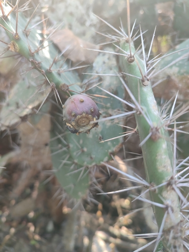 Image of Opuntia elatior by (c) Иван Ковтун Ivan Kovtun, some rights reserved (CC BY)