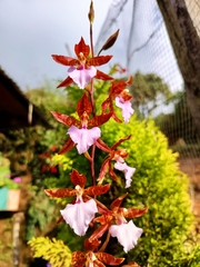 Rhynchostele bictoniensis