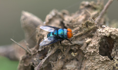 Chrysomya marginalis