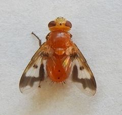 Oestrophasia calva