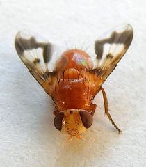 Oestrophasia calva