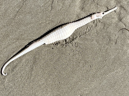 Australian spiny pipehorse (Solegnathus spinosissimus) — Syngnathidae — 3