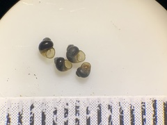 Pyrgulopsis aloba