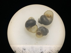 Pyrgulopsis aloba
