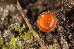 Scutellinia umbrorum