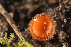 Scutellinia umbrorum