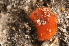 Scutellinia umbrorum