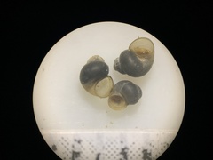 Pyrgulopsis aloba