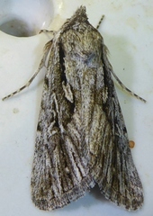 Sympistis chandleri