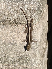 Anolis sagrei