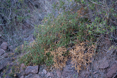 Berberis harrisoniana