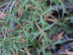 Berberis harrisoniana