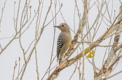 Melanerpes uropygialis