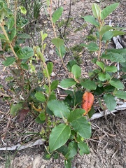 Pomaderris elliptica